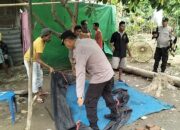 Grebek Judi Ayam, Polsek Belo Amankan 3 Ekor Ayam, Para Pelaku Lari Tunggang langgang