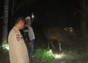 Personel Polsek Selong Bersama Warga Temukan Sapi Yang Sempat Hilang