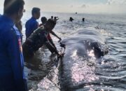 Ikan Paus Berhasil dievakuasi Pol Airud Polres Lombok Timur