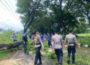 Polres Loteng Bahu Membahu Bersama Masyarakat Evakuasi Pohon Tumbang.