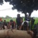 Labuapi Dilanda Bencana Pohon Tumbang