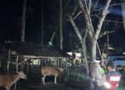 Patroli Malam Polsek Sekotong Sasar Kandang Sapi Milik Warga