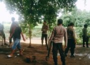 Polsek Bolo Grebek Arena Judi Sabung Ayam, Para Penyabung Lari Kocar-Kacir