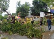 Gerak Cepat, Polsek Bolo Evaluasi Pohon Tumbang Tutup  Akses Jalan