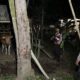 Polsek Sekotong Gelar Patroli Malam, Sasar Kandang Ternak dan Antisipasi 3C