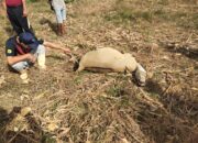 Sapi Milik Warga Mati Misterius Di Lahan Jagung Petani, Di So Sori Duma Desa Tolo Kalo