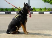 5 Anabul Andalan Pengungkap Kejahatan, dari Kasus Narkoba Hingga Lacak DPO
