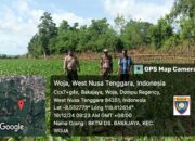 Polri Pantau Lahan Jagung di Desa Bakajaya untuk Dukung Ketahanan Pangan Nasional