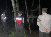 Patroli Dini Hari Polsek Sekotong: Jaga Ternak Warga dari Aksi Kriminalitas