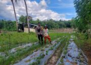 Bhabinkamtibmas Polres Bima Kota Pantau Lahan Pangan untuk Mendukung Ketahanan Pangan