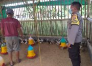 Dukung Ketahanan Pangan, Bhabinkamtibmas Kunjungi Peternak Ayam Super