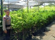 Polsek Labuapi Edukasi Warga Terong Tawah untuk Tingkatkan Ketahanan Pangan Keluarga