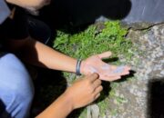 Tim Opsnal Polsek Sape Tangkap Terduga Pengedar Narkotika Jenis Sabu