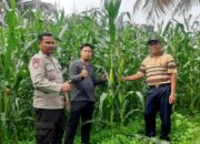 Bhabinkamtibmas Desa Gumantar dan Kelompok Tani Suka Maju Pantau Kesuksesan Lahan Ketahanan Pangan