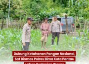 Dukung Ketahanan Pangan Nasional, Sat Binmas Polres Bima Kota Pantau Lahan Pertanian Warga