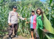 Bhabinkamtibmas Polsek Ambalawi Pantau Perkembangan Tanaman Jagung Milik Warga, Wujudkan Ketahanan Pangan