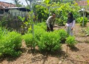 Dukung Ketahanan Pangan, Bhabinkamtibmas Polsek Asakota Monitoring Lahan Pekarangan Bergizi Milik Warga
