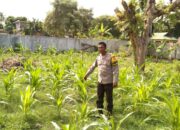 Dukung Ketahanan Pangan Nasional, Bhabinkamtibmas penatoi Cek Progres Tanaman Padi di Kelurahan Binaan