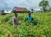 Dukung Ketahanan Pangan, Bhabinkamtibmas Kelurahan Nitu Kontrol Tanaman Pangan