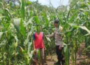 Bhabinkamtibmas Sambangi Petani Jagung, Ajak Dukung Ketahanan Pangan Nasional