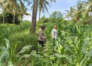 Polsek Gangga Bersama PPL Desa Rempek Laksanakan Pengecekan Lahan Pertanian Tumpang Sari