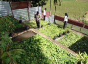 Bhabinkamtibmas Kelurahan Nungga Lakukan Pengecekan Lahan Pekarangan untuk Ketahanan Pangan Nasional