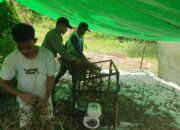 Bhabinkamtibmas Kelurahan Jatibaru Timur Bantu Warga Panen Kacang Tanah dalam Rangka Dukung Ketahanan Pangan Nasional