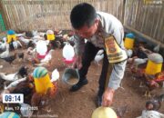Bhabinkamtibmas Jagaraga Dorong Ketahanan Pangan Lewat Kunjungan ke Peternak