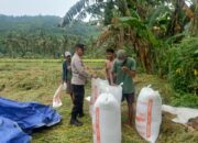 Bhabinkamtibmas Lombok Barat Aktif Kawal Panen Padi, Dukung Ketahanan Pangan