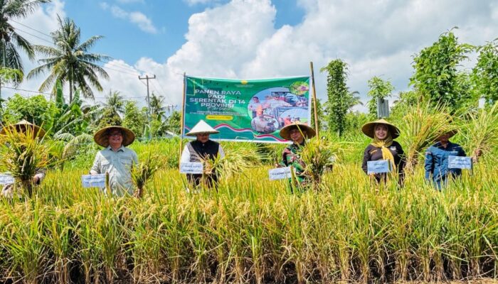Di Balik Layar Panen Raya Nasional: Kisah Harapan Petani Lombok Utara yang Terhubung Jauh dengan Istana