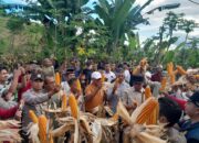Bhabinkamtibmas Kelurahan Lelamase Hadiri Panen Raya Jagung Hibrida di Kota Bima