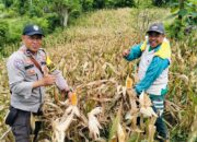 Bhabinkamtibmas Polsek Rasanae Barat Bantu Warga Panen Jagung di Sambinae