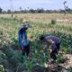 Bhabinkamtibmas Desa Bagik Polak Barat Dorong Kemandirian Pangan