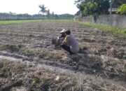 Bhabinkamtibmas Kuripan Dukung Ketahanan Pangan Lewat Pemanfaatan Pekarangan