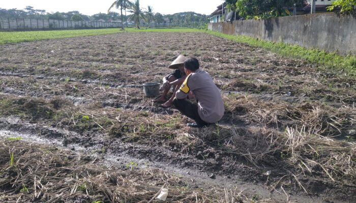 Bhabinkamtibmas Kuripan Dukung Ketahanan Pangan Lewat Pemanfaatan Pekarangan