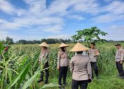 Polres Lombok Barat Kawal Panen Jagung Serentak di Telagawaru