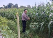 Sinergi Polisi dan Petani: Jaga Kamtibmas dan Ketahanan Pangan