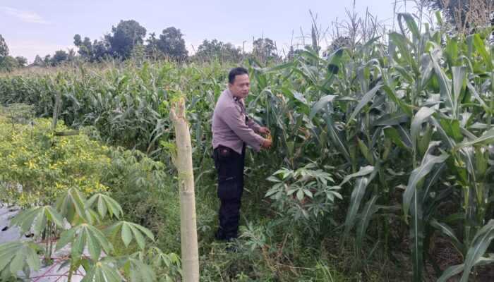 Sinergi Polisi dan Petani: Jaga Kamtibmas dan Ketahanan Pangan