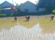 Dorong Produktivitas, Babinsa Bantu LTT Padi di Lombok Utara