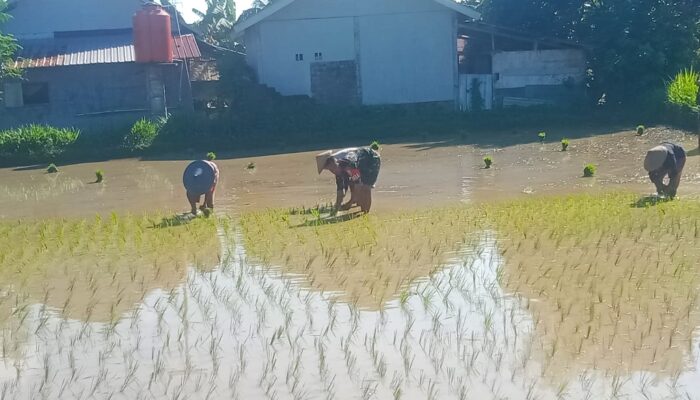 Dorong Produktivitas, Babinsa Bantu LTT Padi di Lombok Utara