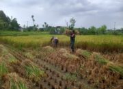 Babinsa Narmada Turun Sawah Bantu Panen Petani Lingsar