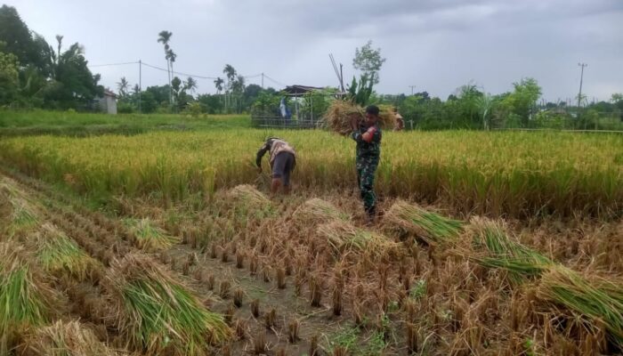 Babinsa Narmada Turun Sawah Bantu Panen Petani Lingsar