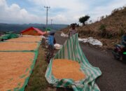 Bhabinkamtibmas Nungga Bantu Jemur Jagung Warga, Dukung Ketahanan Pangan Nasional