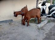 Beli Kambing Hasil Curian, Seorang Pria Diamankan Tim Opsnal Polsek Rasbar, Pelaku Utama Masih Diburu