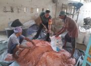 Babinsa Labuan Tereng Bantu Petani Campur Pupuk Padi