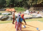 Bhabinkamtibmas Polres Bima Kota Pantau dan Bantu Warga Jemur Jagung di Desa Binaan