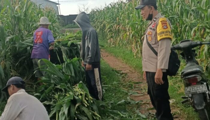 Bhabinkamtibmas Dampingi Panen Jagung di Ombe Baru Dukung Swasembada Pangan