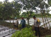 Bhabinkamtibmas Desa Kediri Dukung Ketahanan Pangan Lewat Sambang Petani