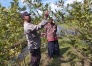 Bhabinkamtibmas Gapuk Dukung Petani Jambu Kristal di Gerung