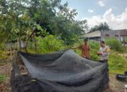 Bhabinkamtibmas Gelogor Dorong Warga Tanam Pangan di Halaman Rumah